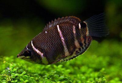 /images/product_images/info_images/fish/guram-shokoladnij--sphaerichthys-osphromenoides_1.jpg