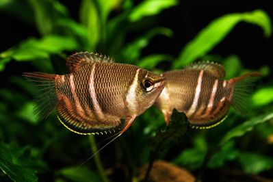 /images/product_images/info_images/fish/guram-shokoladnij--sphaerichthys-osphromenoides_2.jpg