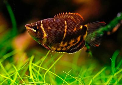 /images/product_images/info_images/fish/guram-shokoladnij--sphaerichthys-osphromenoides_3.jpg