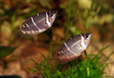 /images/product_images/info_images/fish/guram-shokoladnij--sphaerichthys-osphromenoides_4.jpg