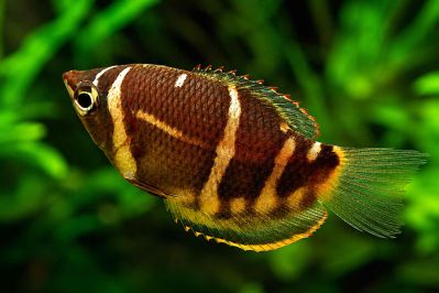 /images/product_images/info_images/fish/guram-shokoladnij--sphaerichthys-osphromenoides_5.jpg