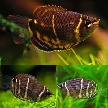 /images/product_images/info_images/fish/guram-shokoladnij--sphaerichthys-osphromenoides_6.jpg