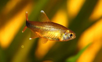 /images/product_images/info_images/fish/hasemanija-nana---hasemania-nana_1.jpg