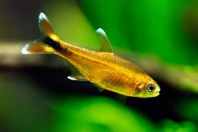 /images/product_images/info_images/fish/hasemanija-nana---hasemania-nana_3.jpg