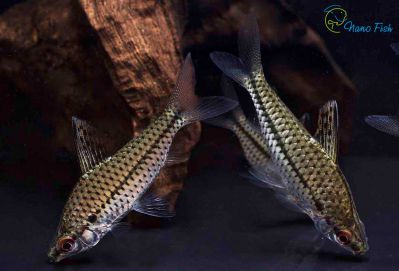 /images/product_images/info_images/fish/hilodus--chilodus-punctatus_1.jpg