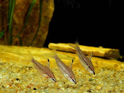 /images/product_images/info_images/fish/hilodus--chilodus-punctatus_4.jpg