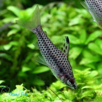 /images/product_images/info_images/fish/hilodus--chilodus-punctatus_5.jpg