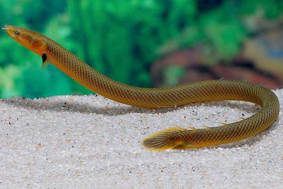 /images/product_images/info_images/fish/kalabarskij-kalamoiht--calamoichthys-calabaricus-_1.jpg