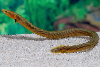 /images/product_images/info_images/fish/kalabarskij-kalamoiht--calamoichthys-calabaricus-_1.jpg