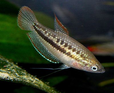 Карликовый гурами (Trichopsis pumilus)