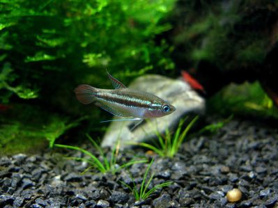 /images/product_images/info_images/fish/karlikovyj-gurami-trichopsis-pumilus_1.jpg