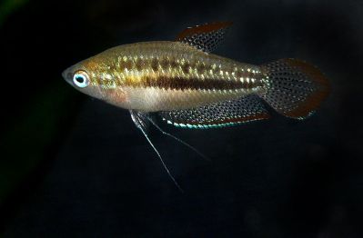 /images/product_images/info_images/fish/karlikovyj-gurami-trichopsis-pumilus_4.jpg