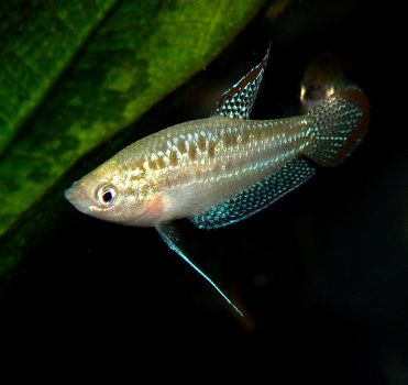 /images/product_images/info_images/fish/karlikovyj-gurami-trichopsis-pumilus_5.jpg