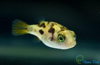 Карликовый тетрадон - Carinotetraodon travancoricus