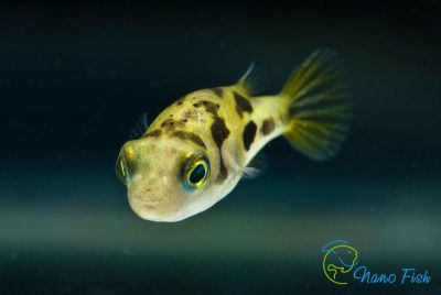 /images/product_images/info_images/fish/karlikovyj-tetradon---carinotetraodon-travancoricus_4.jpg