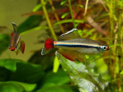 /images/product_images/info_images/fish/karlikovyj-vetnamskij-kardinal---tanichthys-micagemmae_1.jpg