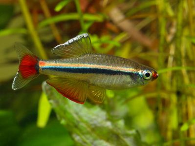 /images/product_images/info_images/fish/karlikovyj-vetnamskij-kardinal---tanichthys-micagemmae_2.jpg