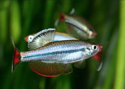 /images/product_images/info_images/fish/karlikovyj-vetnamskij-kardinal---tanichthys-micagemmae_5.jpg