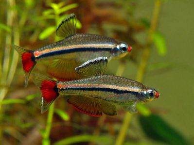 /images/product_images/info_images/fish/karlikovyj-vetnamskij-kardinal---tanichthys-micagemmae_6.jpg