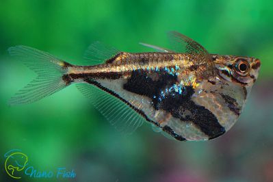 /images/product_images/info_images/fish/karnegiella-mramornaja-carnegiella-strigata_6.jpg