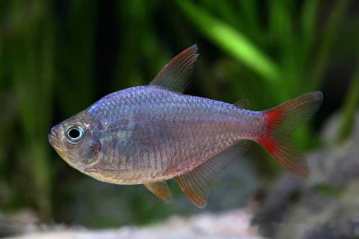 /images/product_images/info_images/fish/kolumbijskaja-tetra---hyphessobrycon-columbianus_1.jpg