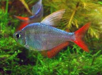 /images/product_images/info_images/fish/kolumbijskaja-tetra---hyphessobrycon-columbianus_2.jpg