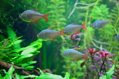 /images/product_images/info_images/fish/kolumbijskaja-tetra---hyphessobrycon-columbianus_3.jpg