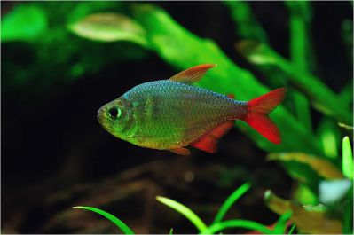 /images/product_images/info_images/fish/kolumbijskaja-tetra---hyphessobrycon-columbianus_4.jpg