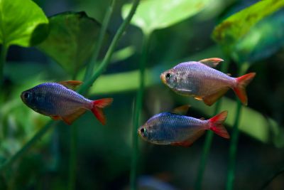 /images/product_images/info_images/fish/kolumbijskaja-tetra---hyphessobrycon-columbianus_5.jpg