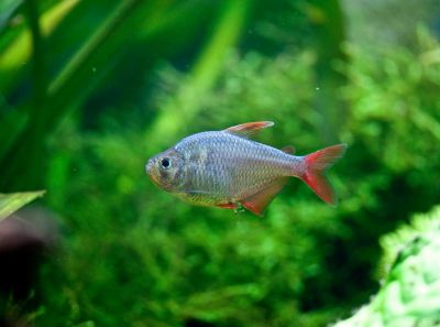/images/product_images/info_images/fish/kolumbijskaja-tetra---hyphessobrycon-columbianus_6.jpg