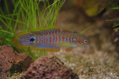 /images/product_images/info_images/fish/kovrovyj-jeleotris-tateurndina-ocellicauda_2.JPG