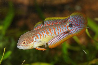 /images/product_images/info_images/fish/kovrovyj-jeleotris-tateurndina-ocellicauda_3.jpg