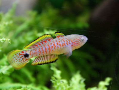 /images/product_images/info_images/fish/kovrovyj-jeleotris-tateurndina-ocellicauda_4.jpg