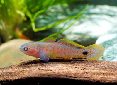 /images/product_images/info_images/fish/kovrovyj-jeleotris-tateurndina-ocellicauda_5.jpg