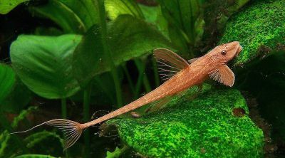 /images/product_images/info_images/fish/krasnaja-lorikarija---rineloricaria-lanceolata_3.jpg