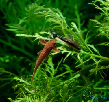 /images/product_images/info_images/fish/krasnaja-lorikarija---rineloricaria-lanceolata_6.jpg