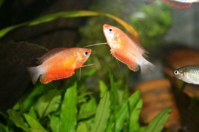 /images/product_images/info_images/fish/krasnyj-gurami---colisa-labiosa_1.jpg