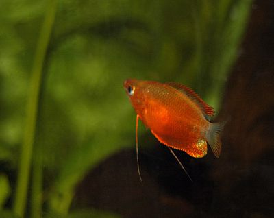 /images/product_images/info_images/fish/krasnyj-gurami---colisa-labiosa_2.jpg