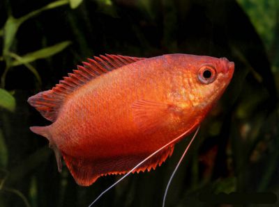 /images/product_images/info_images/fish/krasnyj-gurami---colisa-labiosa_3.jpg