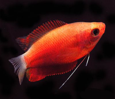 /images/product_images/info_images/fish/krasnyj-gurami---colisa-labiosa_4.jpg