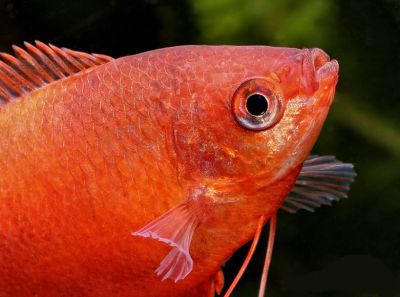/images/product_images/info_images/fish/krasnyj-gurami---colisa-labiosa_5.jpg