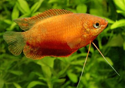 /images/product_images/info_images/fish/krasnyj-gurami---colisa-labiosa_6.jpg