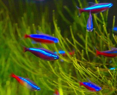 /images/product_images/info_images/fish/krasnyj-neon--paracheirodon-axelrodi_1.jpg