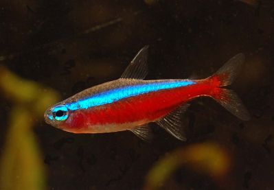 /images/product_images/info_images/fish/krasnyj-neon--paracheirodon-axelrodi_3.jpg