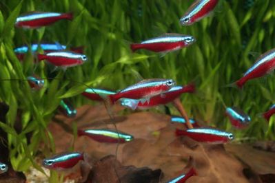 /images/product_images/info_images/fish/krasnyj-neon--paracheirodon-axelrodi_4.jpg