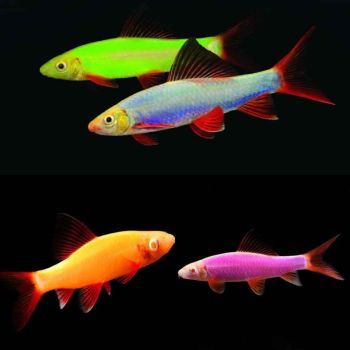 /images/product_images/info_images/fish/labeo-glofish-zheltyj---labeo-frenatus-glofish-yellow_2.jpg