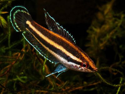 /images/product_images/info_images/fish/lakrichnyj-gurami-dajssnera---parosphromenus-deissneri_1.jpg