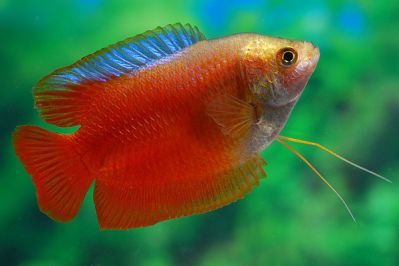 /images/product_images/info_images/fish/ljalius-krasnyj-neonovyj---colisa-lalia-red-neon_1.jpg