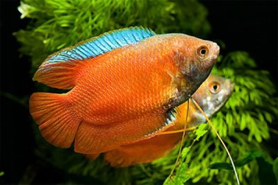 /images/product_images/info_images/fish/ljalius-krasnyj-neonovyj---colisa-lalia-red-neon_2.jpg