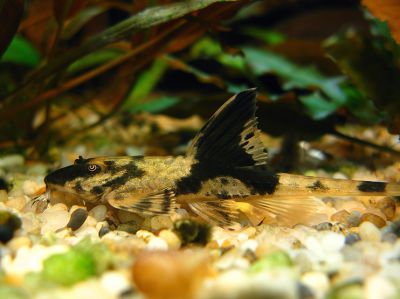 Лорикария Королевская - Loricaria simillima - 8-10 см